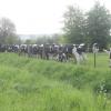 d'habitude les vaches regardent les trains passer