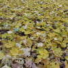 le 17 - 11 - 2012 (46)