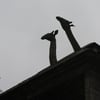 le 17 - 11 - 2012 (48)