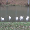 le 17 - 11 - 2012 (91)